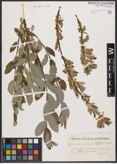 Foto von Salix aurita L. x Salix repens L.